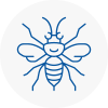 Sandbach Hornet Nest Removals