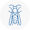 Sandbach Wasp Nest Removal